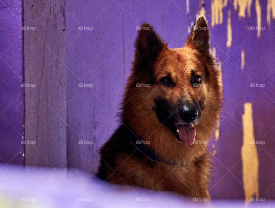 Animal photography - Dog - German shepherd 