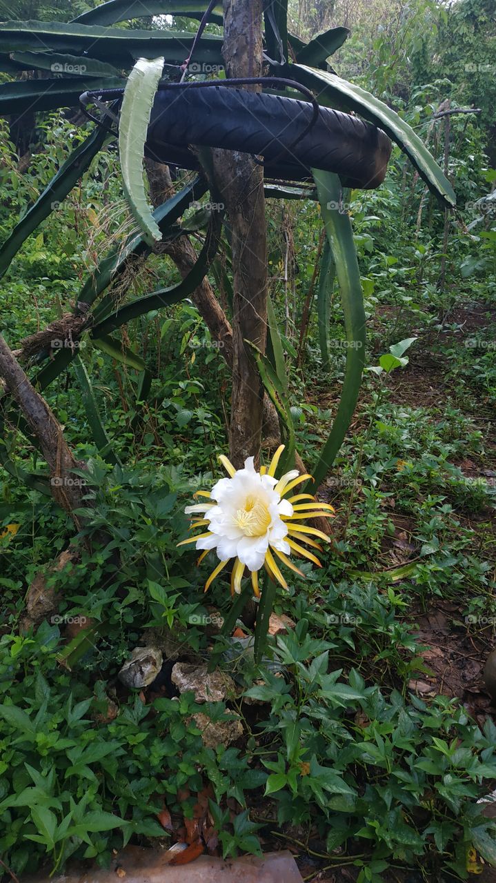 flower of the dragon in bloom