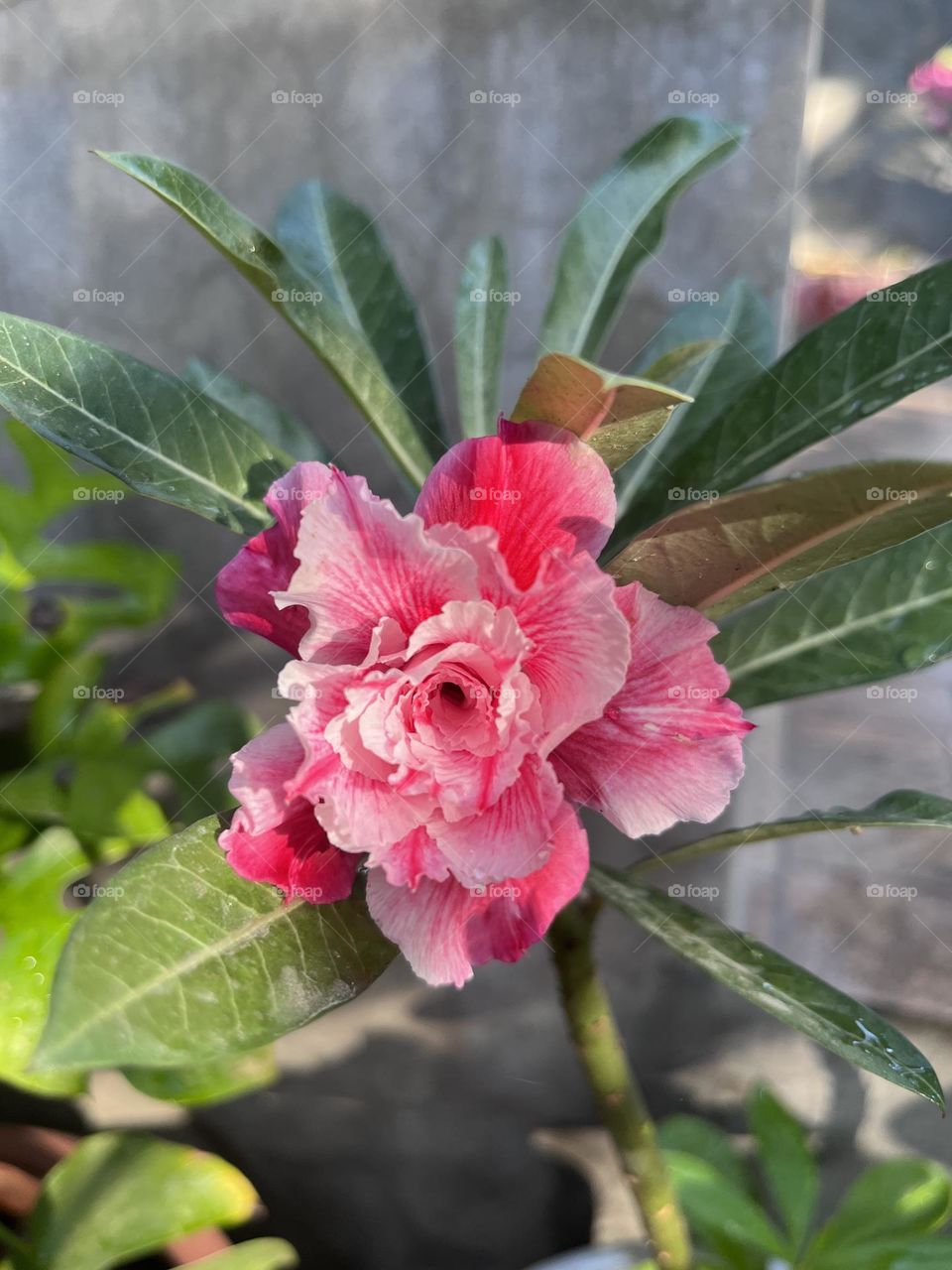 Adenium 