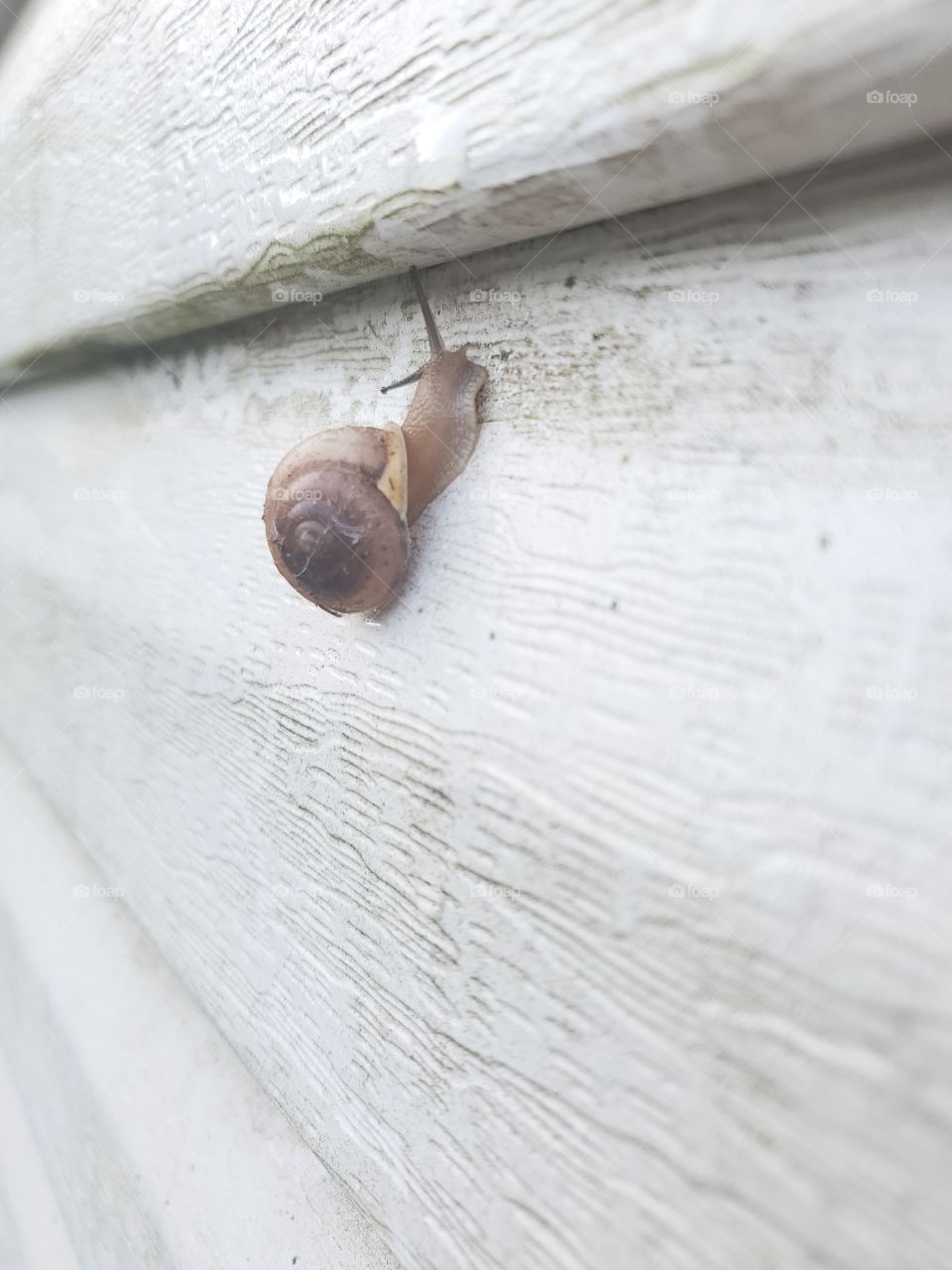 snail life side view