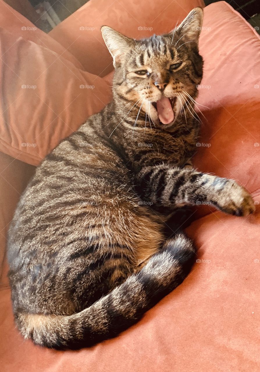Kitty is tired. Big, big yawn.