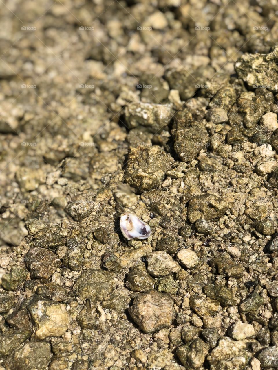 Oyster shell on the shore 