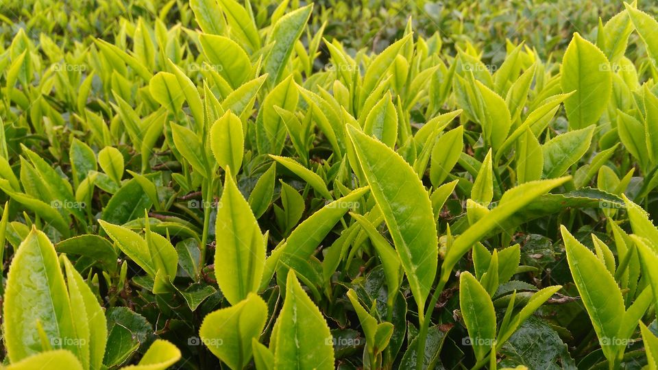 tea leaf estate