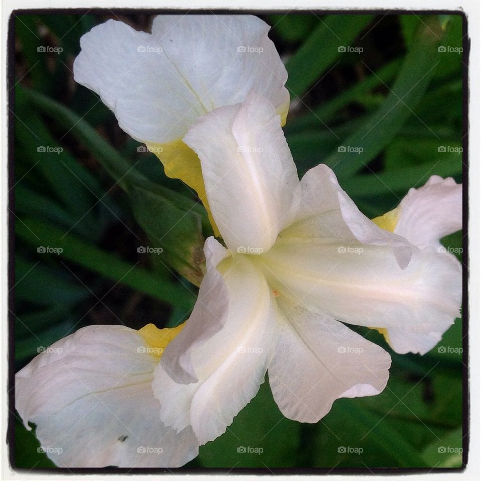 White Iris 