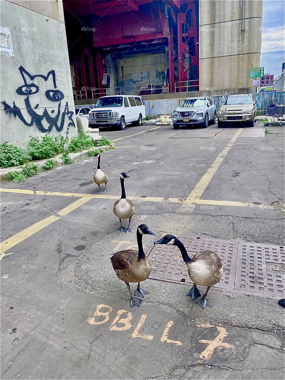 Approaching one another getting ready to touch beaks to either kiss or share food. We know not the purpose but this is one peculiar sight to behold. This is a bird family we know with their chicks now all grown up. 2022. Hypnotic Productions