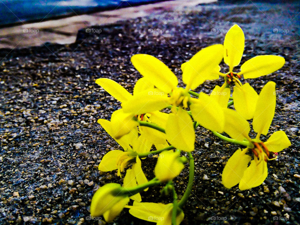 flowers 💐 _____yellow
