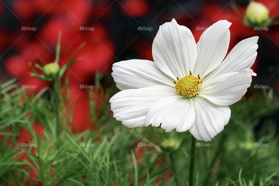 Beautiful white flower on a blurred background in the garden