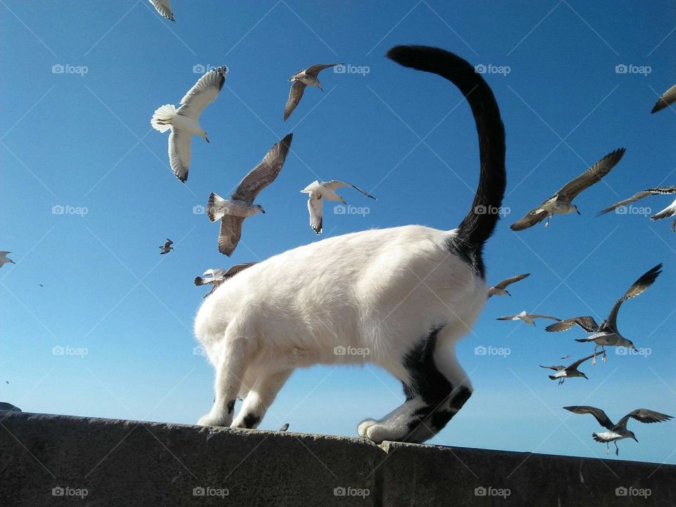 A  white cat over a wall watching sea gulls flying in the sky.