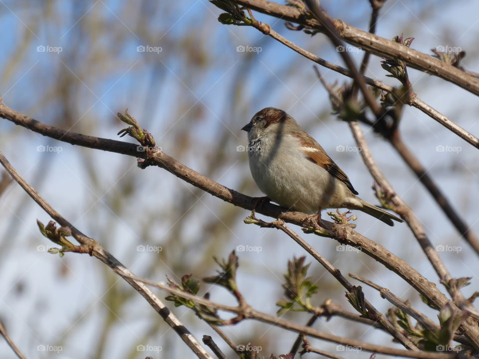 Sparrow 