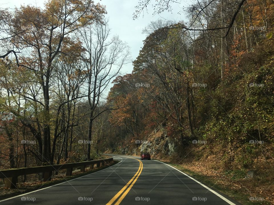 Road, Guidance, Tree, Highway, Landscape