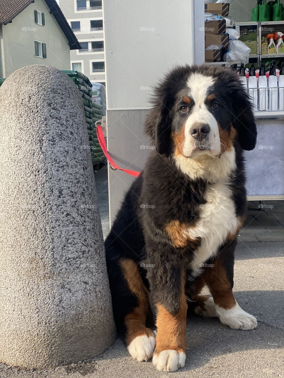 Большой швейцарский зенненхунд , Greater Swiss Mountain Dog
