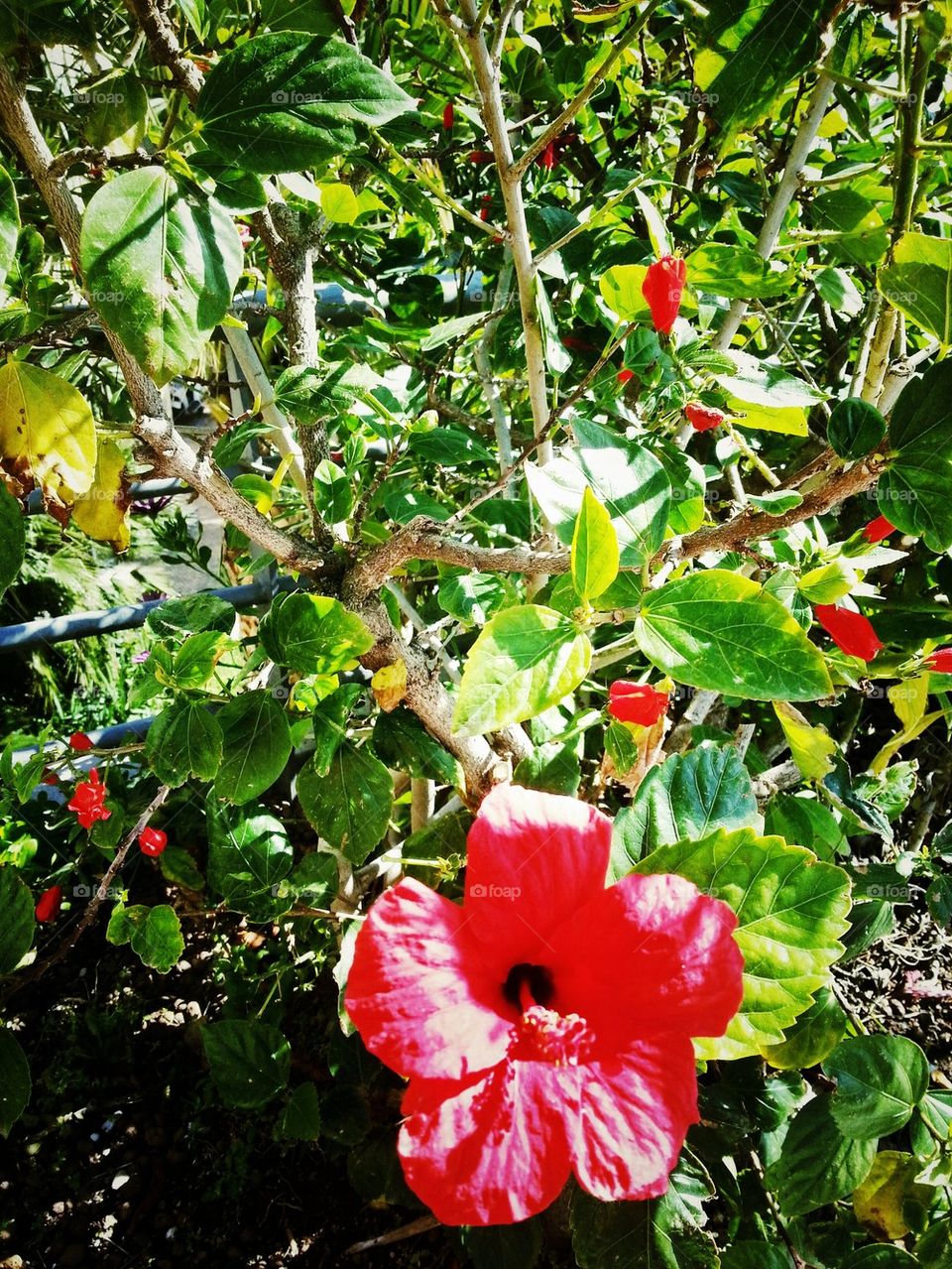 plant and flowers