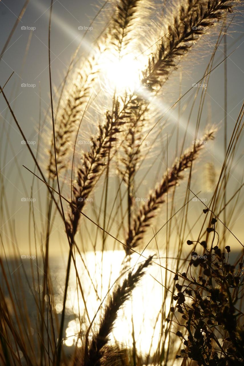 Sun#flowers#sea#nature#sky