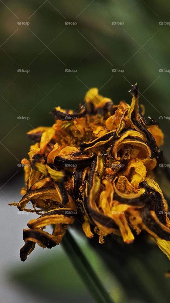 Macro photo of green grass growing in the garden