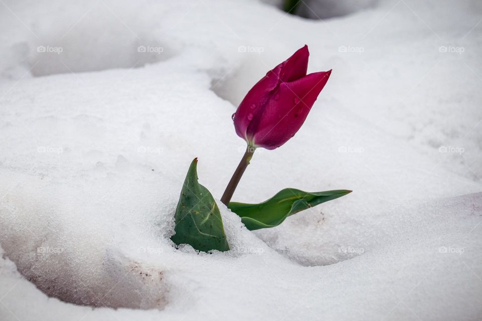 Tulip at the snow