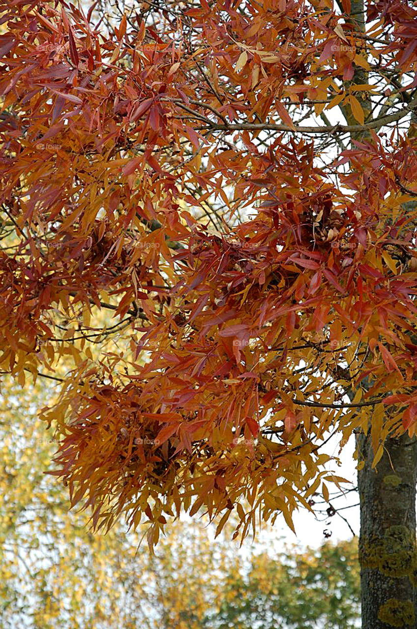 Beautiful fall-colored leaves adorn a tree in Wittlich-Bombogen, Germany. 
