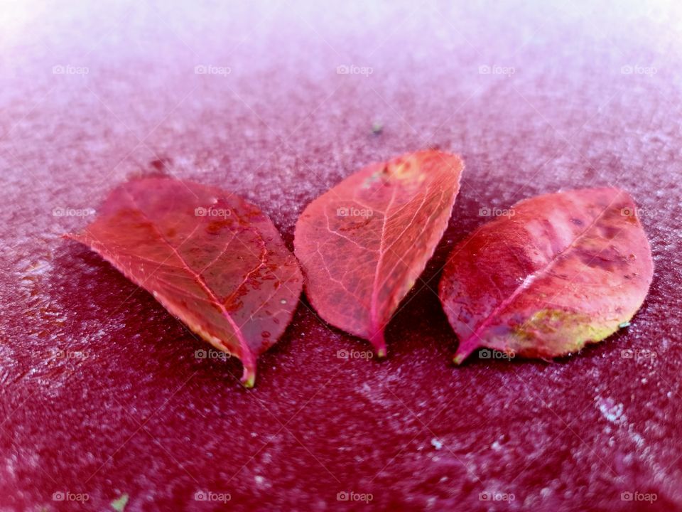 Red leaves on icy background