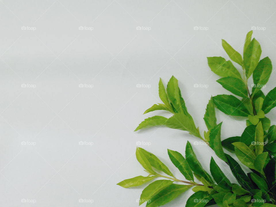 Natural leaves in white background