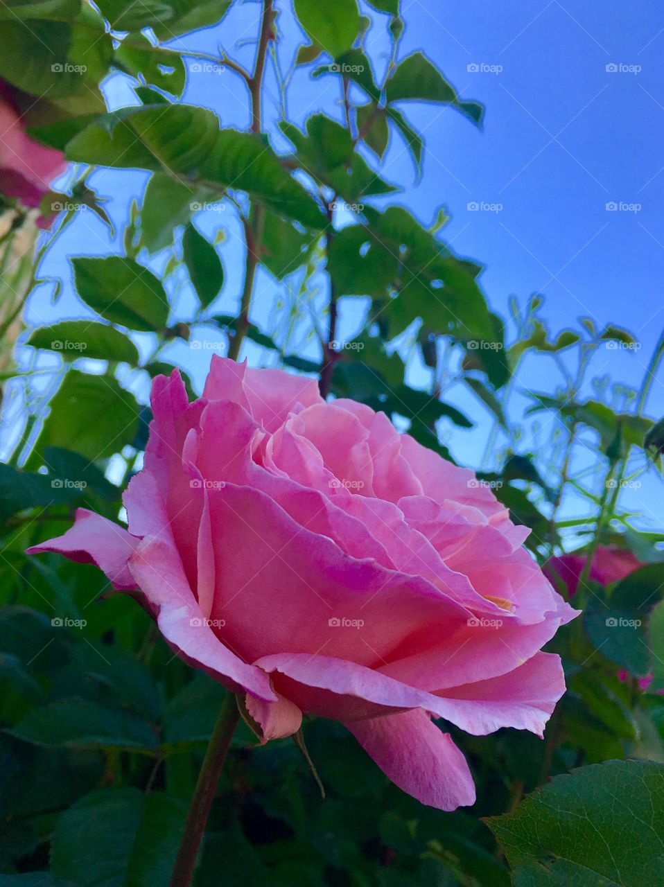 Pink rose, bloom, stem, green, beauty, smell