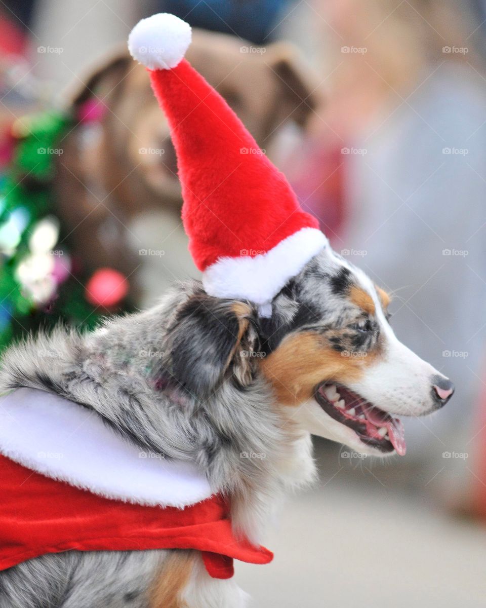 Christmas Australian Shepherd dog with Santa hat on at holiday parade. 
