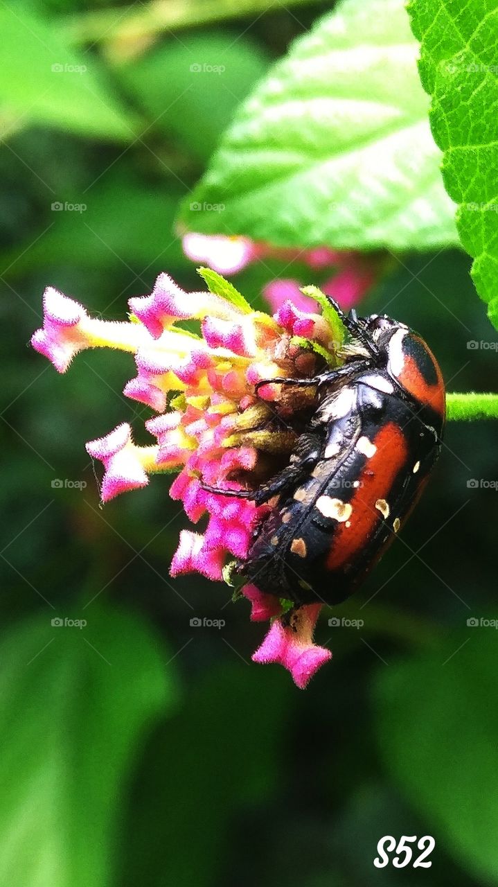 Bug on Flowers____S52