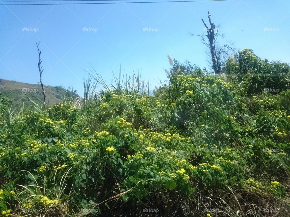 Nature, Landscape, Tree, Flora, Wood