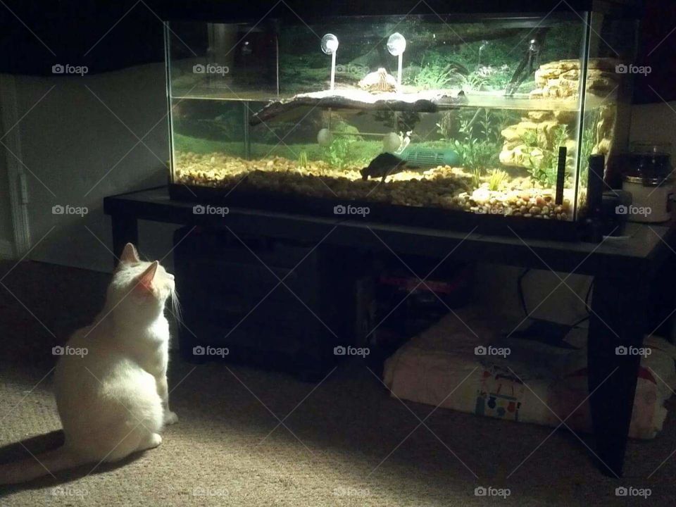 Aquarium, Pet, Cat, Indoors, Room