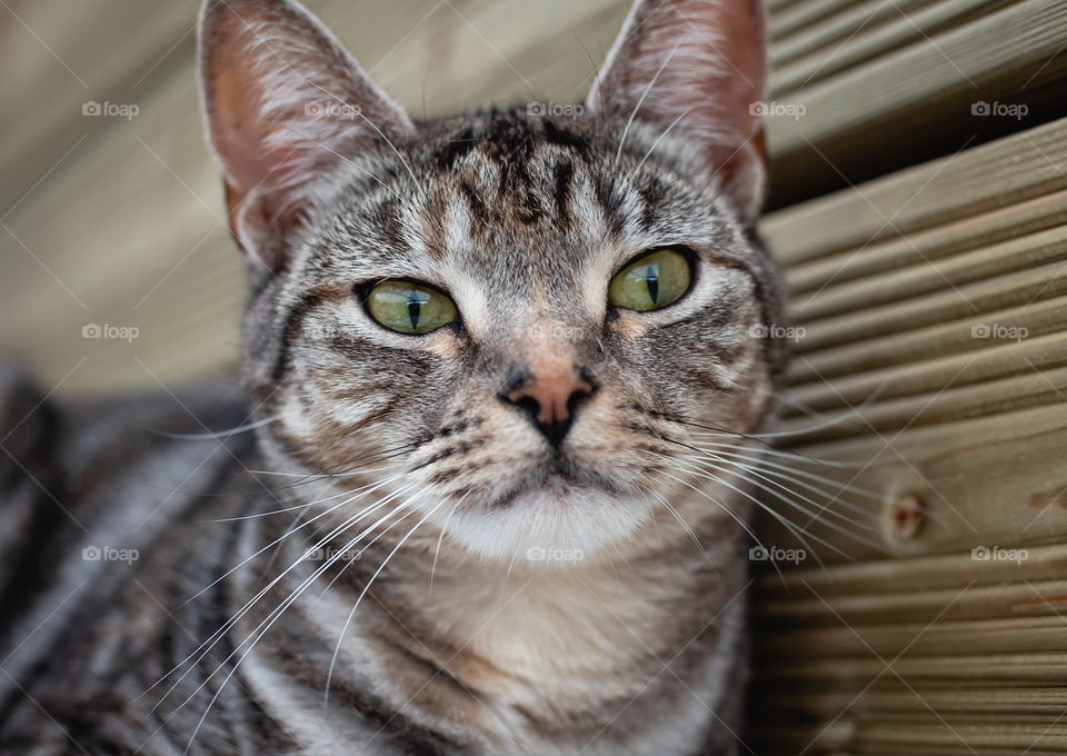 A grey and brown cat with a mackeral pattern 