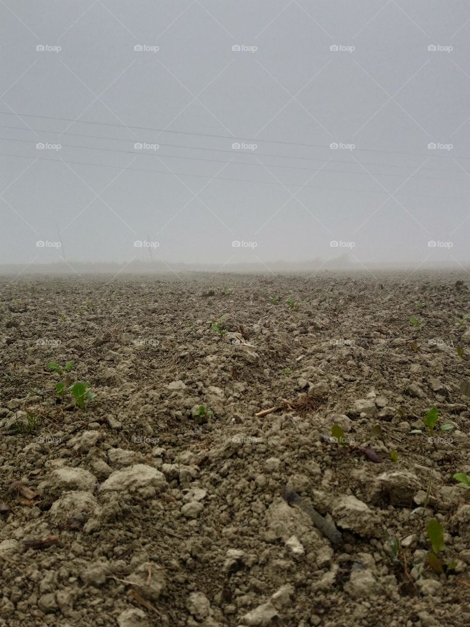 indian field in foggy morning time