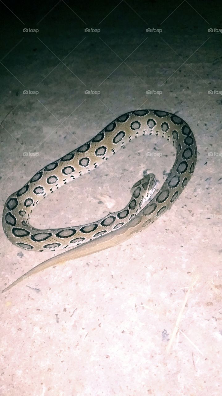 This is a beautiful 🐍🐍🐍🐍🐍