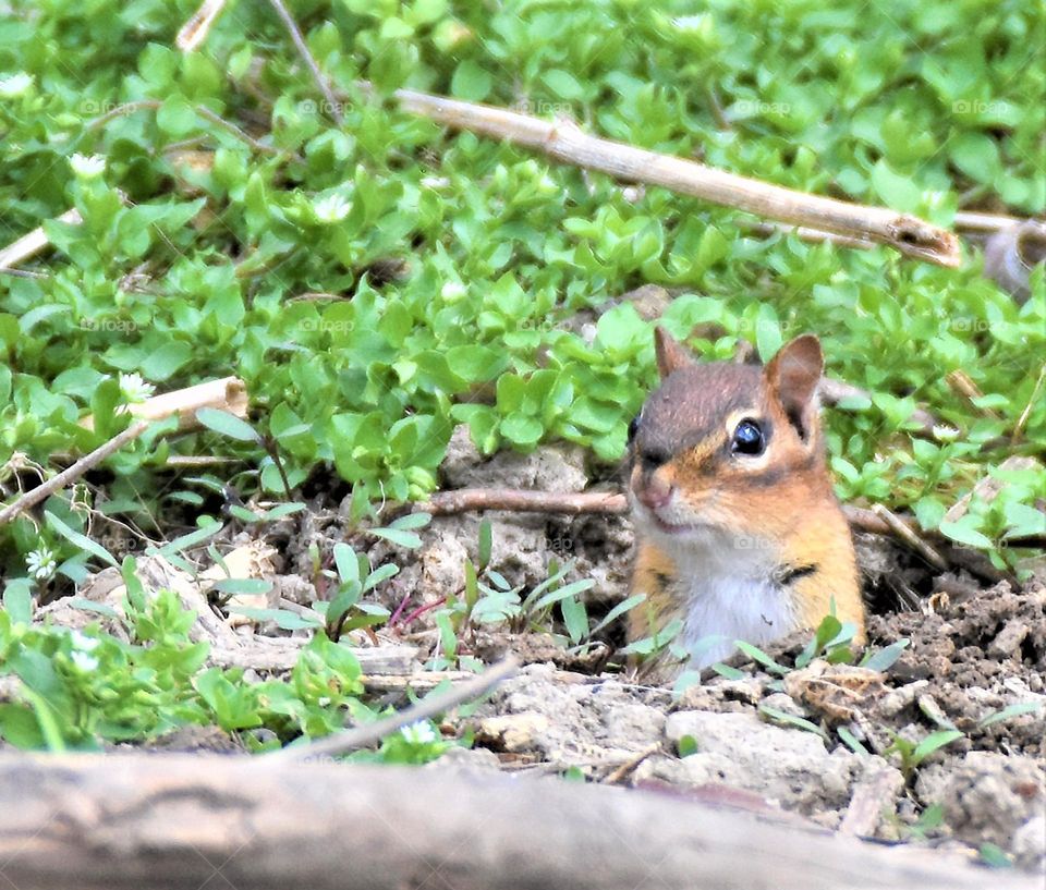 Chipmunk peeking out from its hole in the ground 