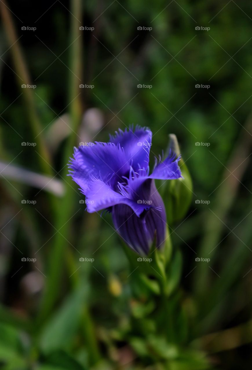 Wisconsin Wildflower. Taken on a recent hike in Oak Creek, WI....