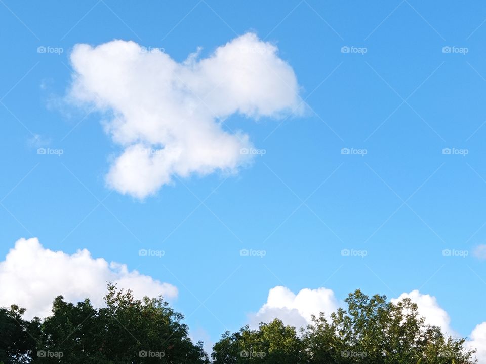 Treetops and clouds in the sky.