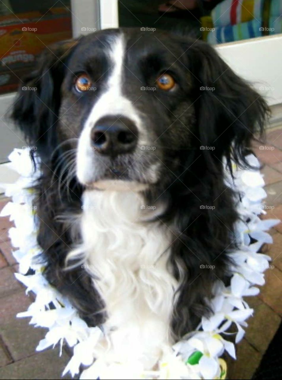 dog wearing a lei