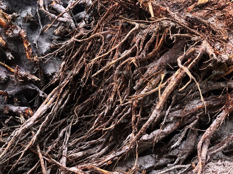 Tree roots ripped from the ground by machines.