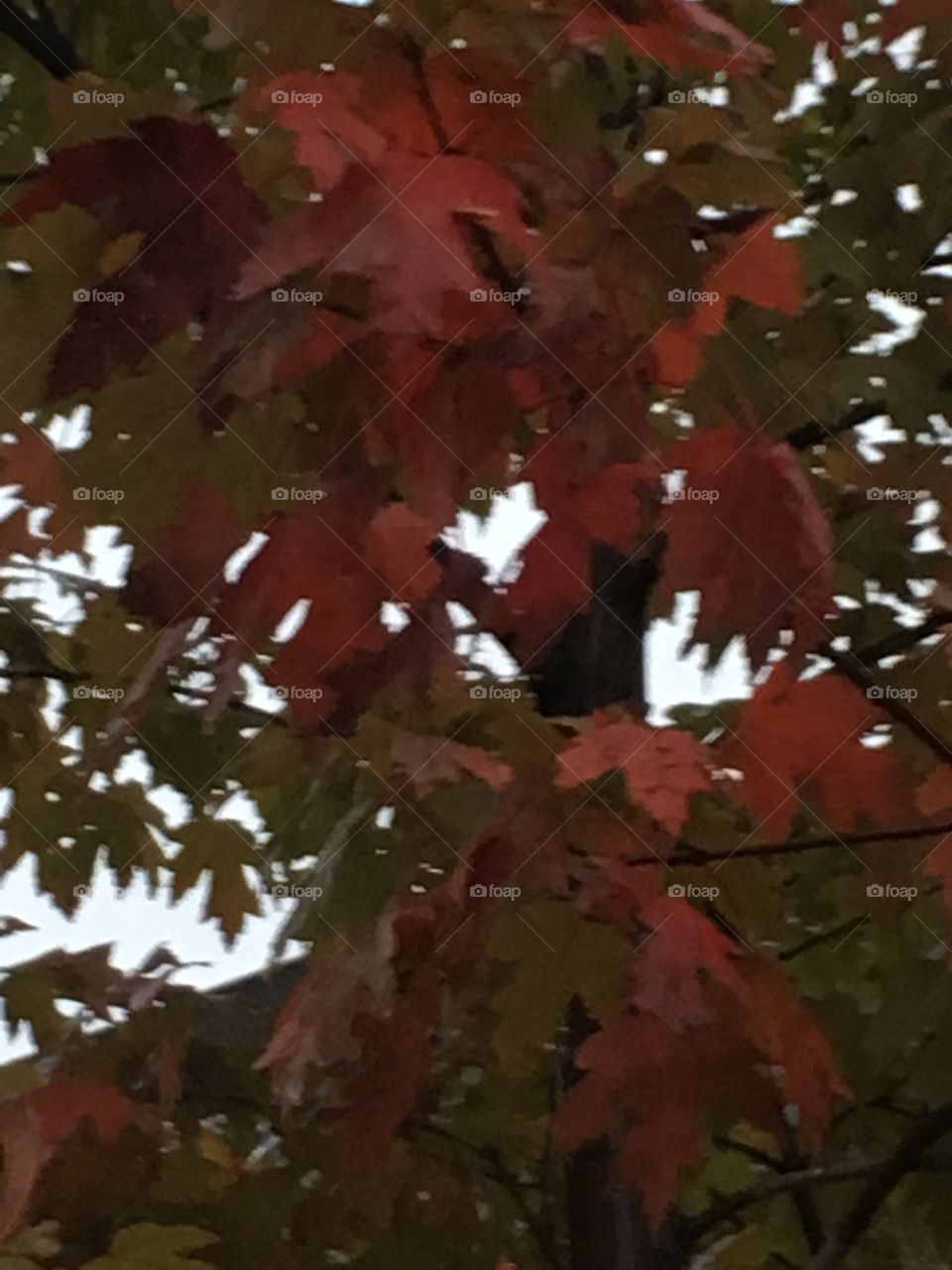 Maple leaf magic