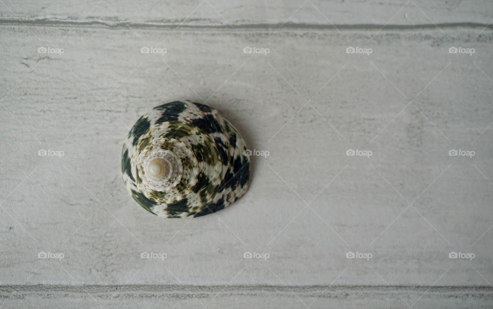 Green Sea Shell