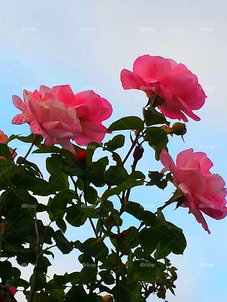 "Pink Roses & Blue Sky"
