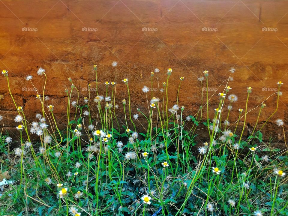 Beautiful small flowers on a brick wall