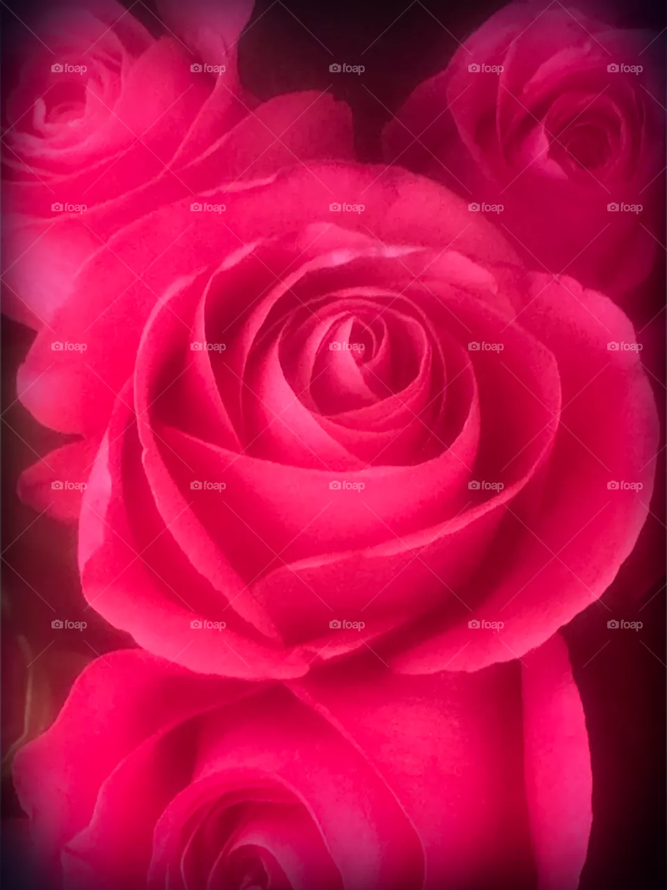 Luscious deep pink rose blossoms.