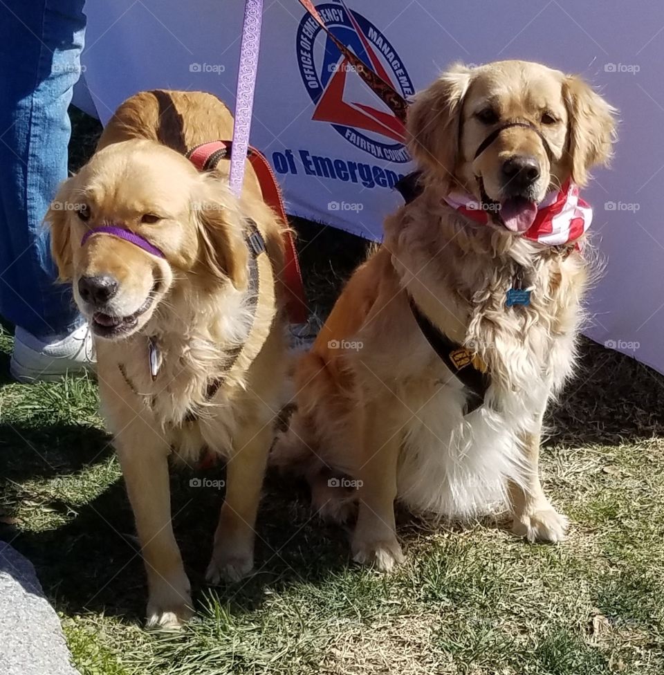Two leashed cute dogs