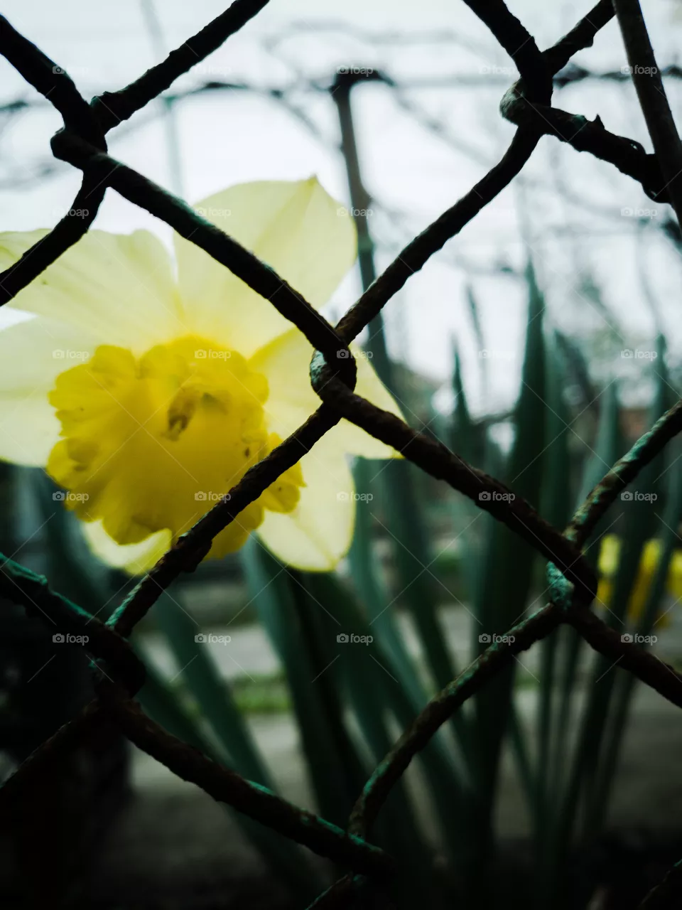 caged