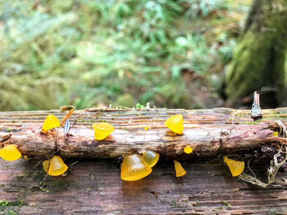 Fungus on a stick. Carmanah Valley, Vancouver Island, British Columbia, Canada. 