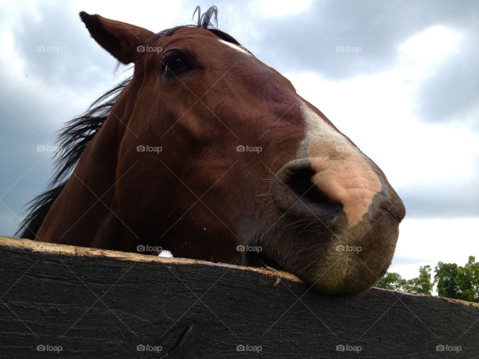 Horse chewing on fence