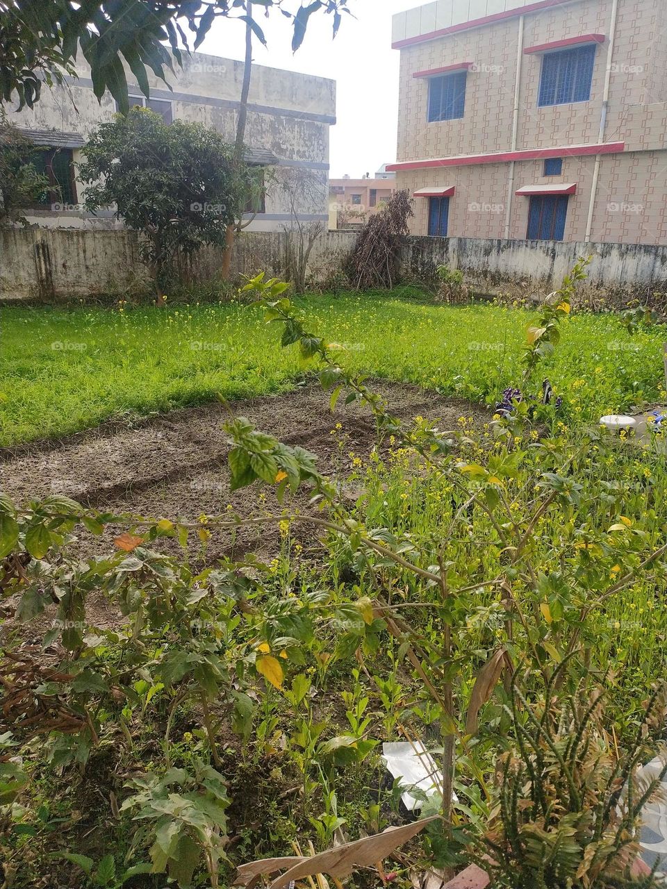 Colours of nature in winter