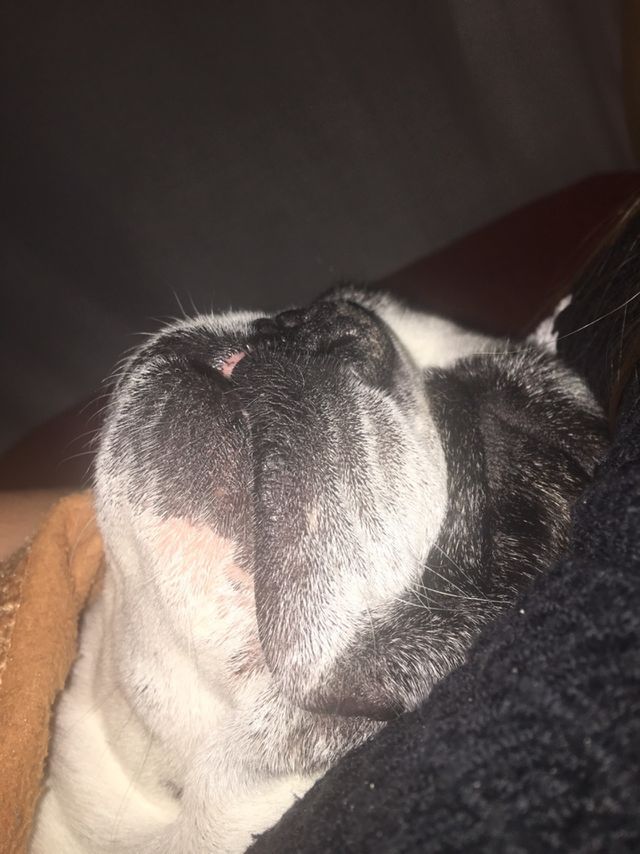 My dog ​​my baby