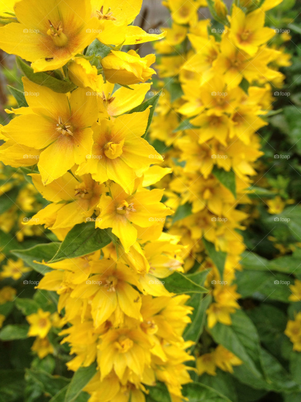 flowers garden yellow plant by gsplan