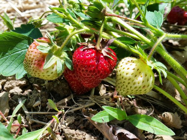 Red & White Strawberries