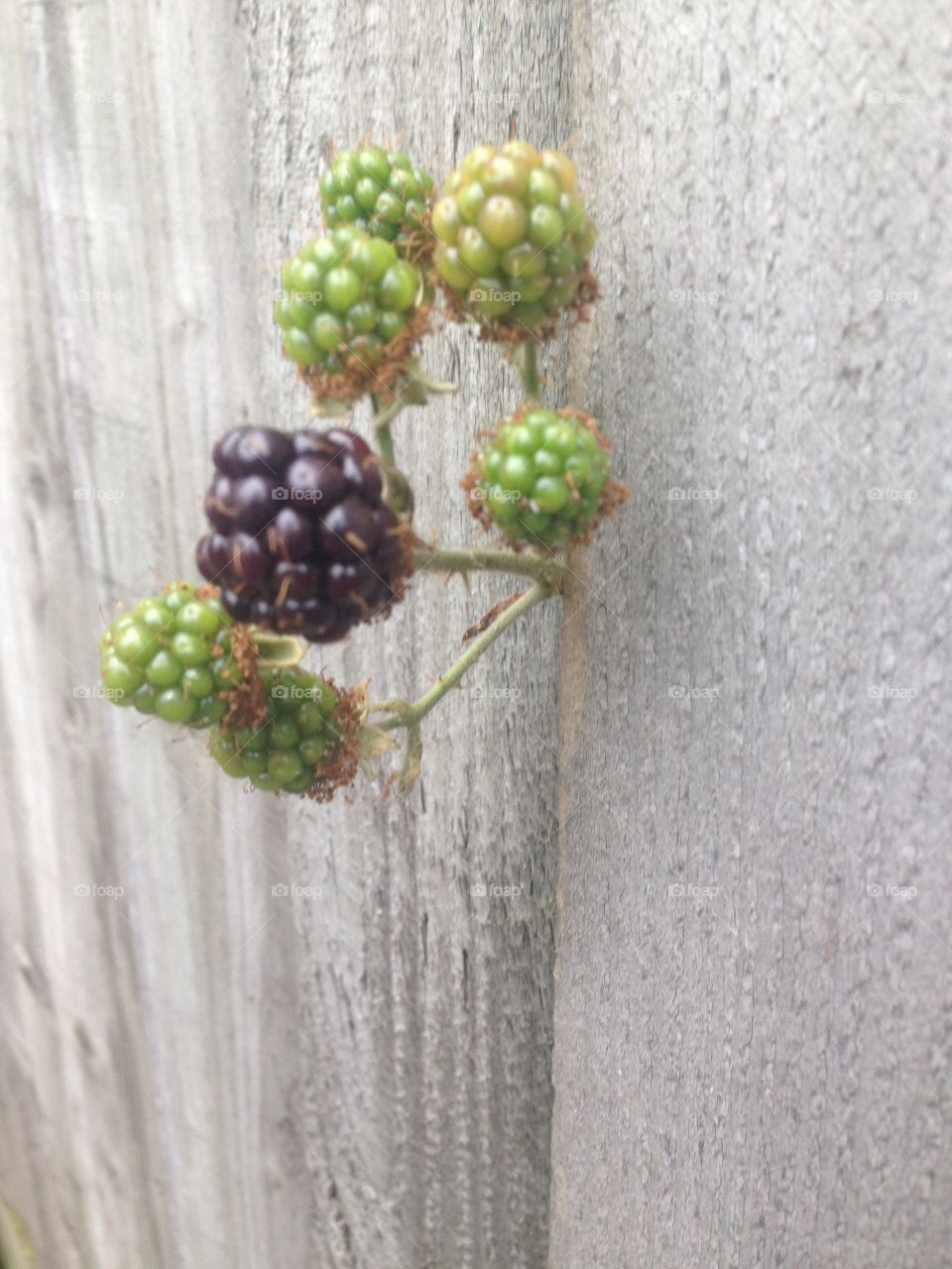 Blackberry growing through fence fruit berry uk