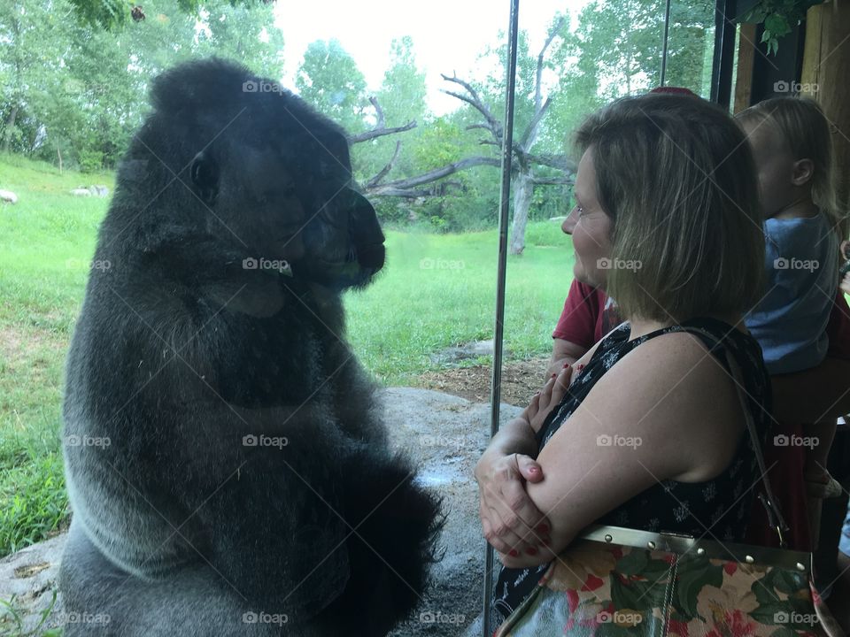 Staring contest with a gorilla